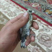 سهره تبریزی بخون همه نر هستن وروبه اتمامی از لکک|پرنده|شوشتر, |دیوار