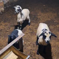 سه عددبره بفروش میرسد|حیوانات مزرعه|حویق, |دیوار