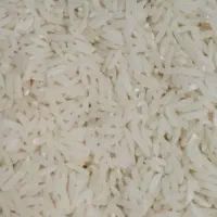 برنج هاشمی وعلی کاظمی خریدازکشاورز