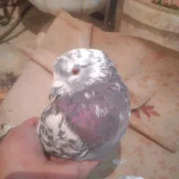 یه جفت کفتر|پرنده|پردیس, فاز ۱|دیوار