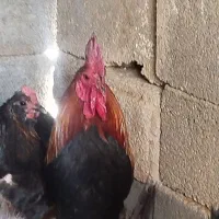 خروس محلی و جوجه خروس مرندی