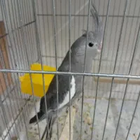 پرنده. جفت و جوجه عروس.فنج لپ سیاه.|پرنده|رفسنجان, |دیوار