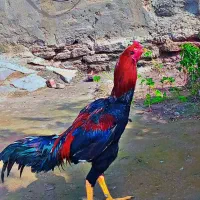 گروه خرید فروش
