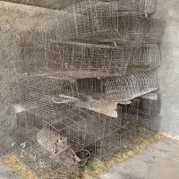 فروش قفس مبری