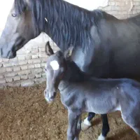 مادیان|اسب و تجهیزات اسبسواری|شهرکرد, |دیوار