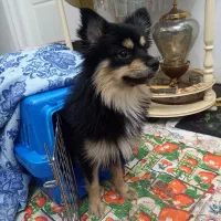 سگ پامر روباهی|سگ|رودهن, |دیوار