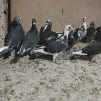 سلام جان اردن