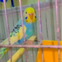 مرغ عشق ماده اماده مست