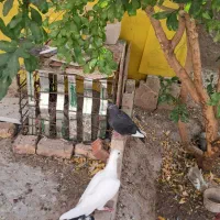 کبوتر پلنگ ودم سیاه نر