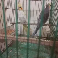 عروس هلندی جفتی ۲۵۰۰۰۰۰ با قفس