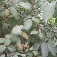 نهال گردو|گل و گیاه طبیعی|قیدار, |دیوار