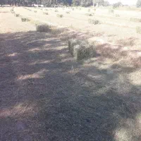 یونجه تمیز
