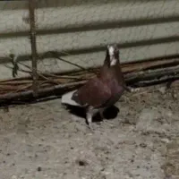 ماده گلی پلنگ|پرنده|کرمان, |دیوار