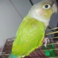 فقط جفت گیری|پرنده|رشت, شهرک صبا|دیوار