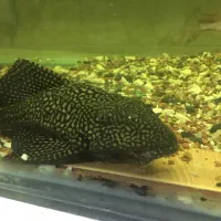 لجن خوار اسپرت 35سانت