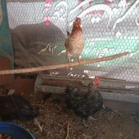دو عدد مرغ گلین