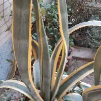 گل به همراه گلدان (آگاو، پاندانوس)|گل و گیاه طبیعی|اصفهان, جلالیه|دیوار