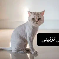 گربه پرشین پیدا شده در محدوده شهرک ایثار