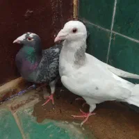 کفتر المانی