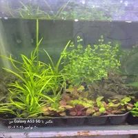 گیاه آبزی و پلنت|ماهی|اردبیل, |دیوار