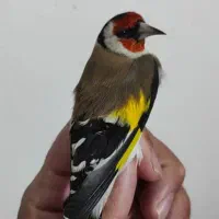 سهره گلبسر قناری|پرنده|قم, ناصردیوان|دیوار