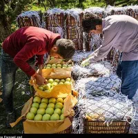 سرکاگر هستم آماده سیب چینی هستیم