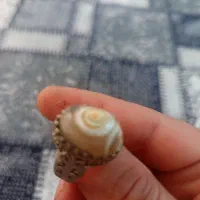 انگشتر بابا قوری