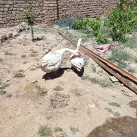 سلام یک جفت غاز فروشی وخروس 10عدد