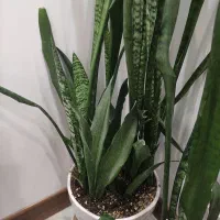 سانسوریا همراه با دو گلدان سفید سفالی ارتفاع ۱۱۰|گل و گیاه طبیعی|کاشان, فین بزرگ|دیوار