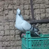 ماد....ه شامی