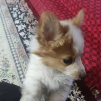 سگ پا کوتاه