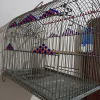 سهره قفس|لوازم جانبی حیوانات|رشت, لاکان|دیوار