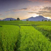 کارگرم دنبال کار هستم  باغبانی نگهبانی