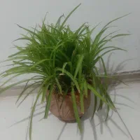 گلزیبا