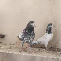 کبوتر فروشی