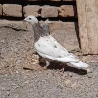 ماده کله هما|پرنده|تربتحیدریه, کلاته توکلی|دیوار