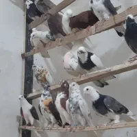 کبوترپرشی