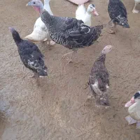 حراج بوقلمون و اردک روسی|حیوانات مزرعه|آمل, |دیوار