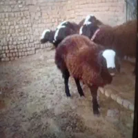 فروش بز ه بره نر برا پرواربندی