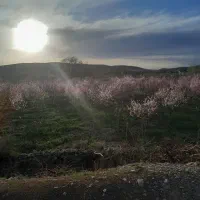 باغچه دور دیوار.در روستای رضوان اندرخ|فروش زمین و ملک کلنگی|مشهد, ولیعصر (شهرک غرب)|دیوار