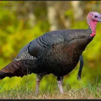 بوقلمون|حیوانات مزرعه|رفسنجان, |دیوار