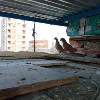 کبوتر فروشی|پرنده|کرمان, |دیوار