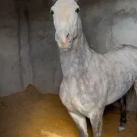 فروش سه راس اسب اصیل معاوضه فقط با گاو سیمینتال