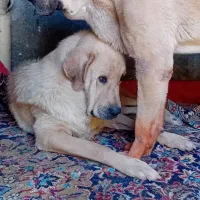 دوتا پژدر گشمده|حیوانات|کامیاران, |دیوار