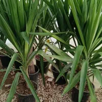 فروش گل‌های بیرونی و آپارتمانی با بهترین قیمت