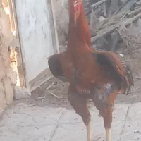 فروش خروس لاری
