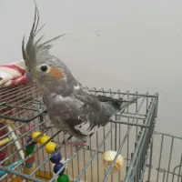 پرنده عروس هلندی