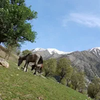 یه عدد نوزین  کوره اولش
