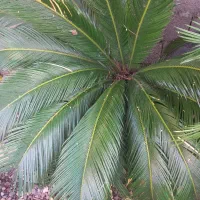 دو عدد گل سیکاس