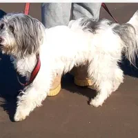 سگم گم شده محدوده ۱۲ متری